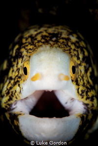 It's a Moray! by Luke Gordon 